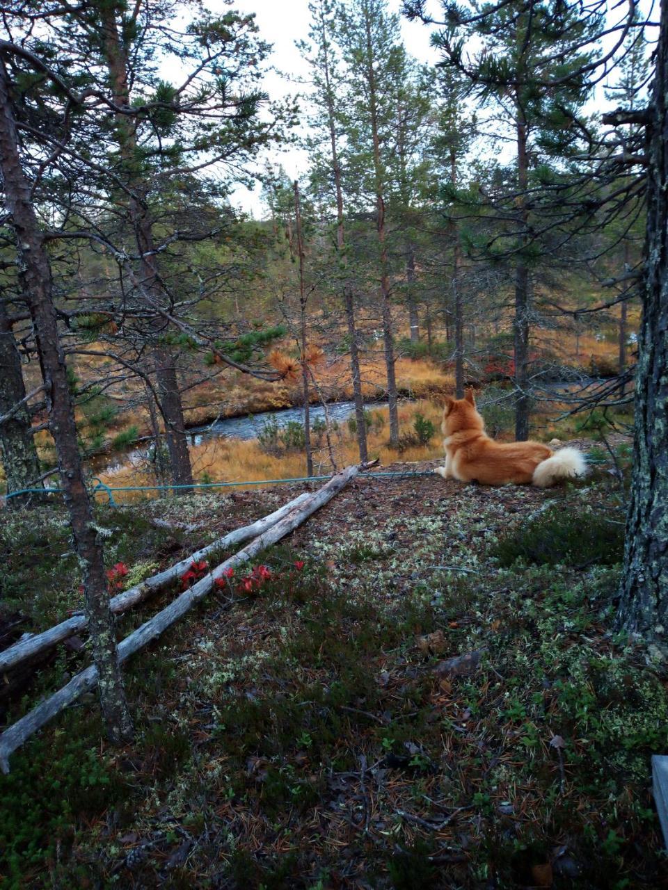Auroracabin Chalets Saariselka Bagian luar foto